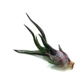 Tillandsia ブルボーサ tiny dancer 速達発送 チランジア ブルボーサタイニーダンサー Tillandsia bulbosa